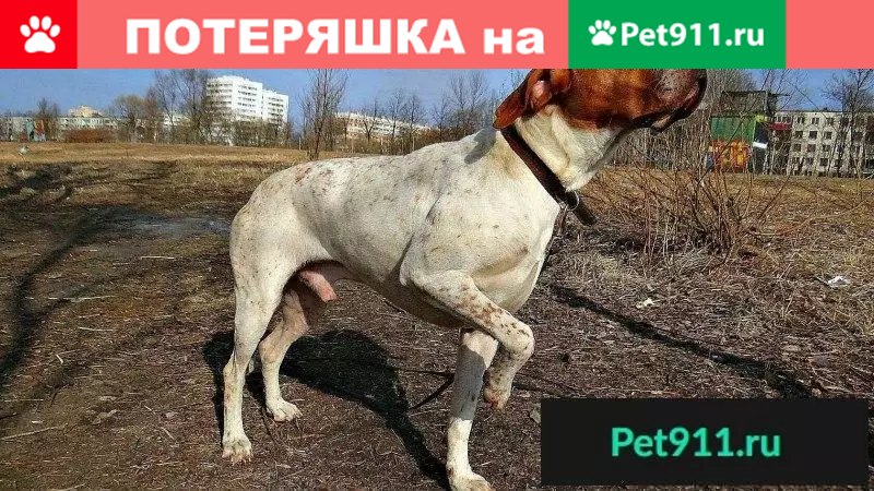 Пропала собака в Красносельском районе СПб - photo