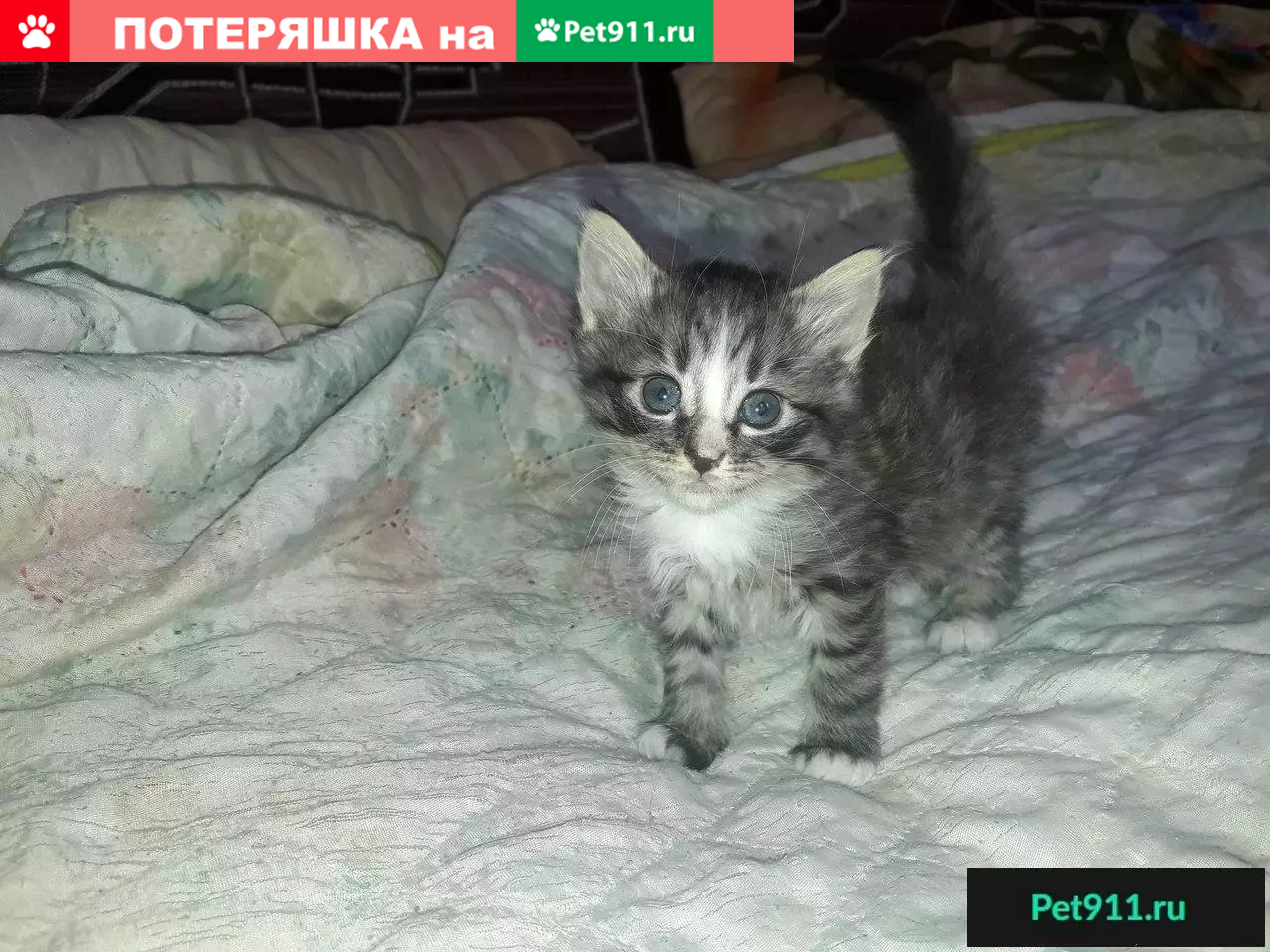 Найдена бездомная кошка в Бобруйске ищет дом | Pet911.ru