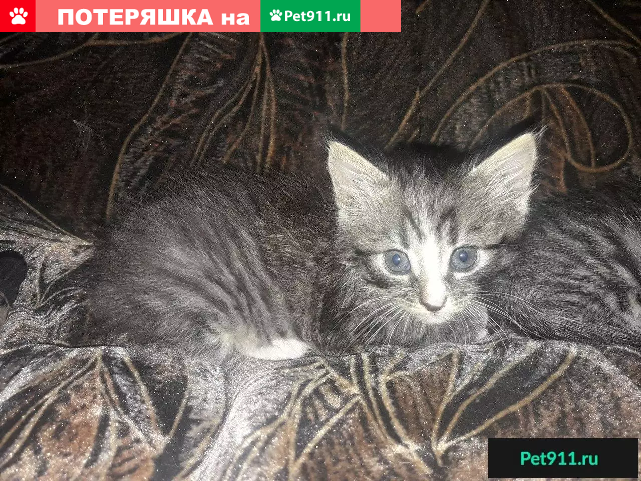 Найдена бездомная кошка в Бобруйске ищет дом | Pet911.ru