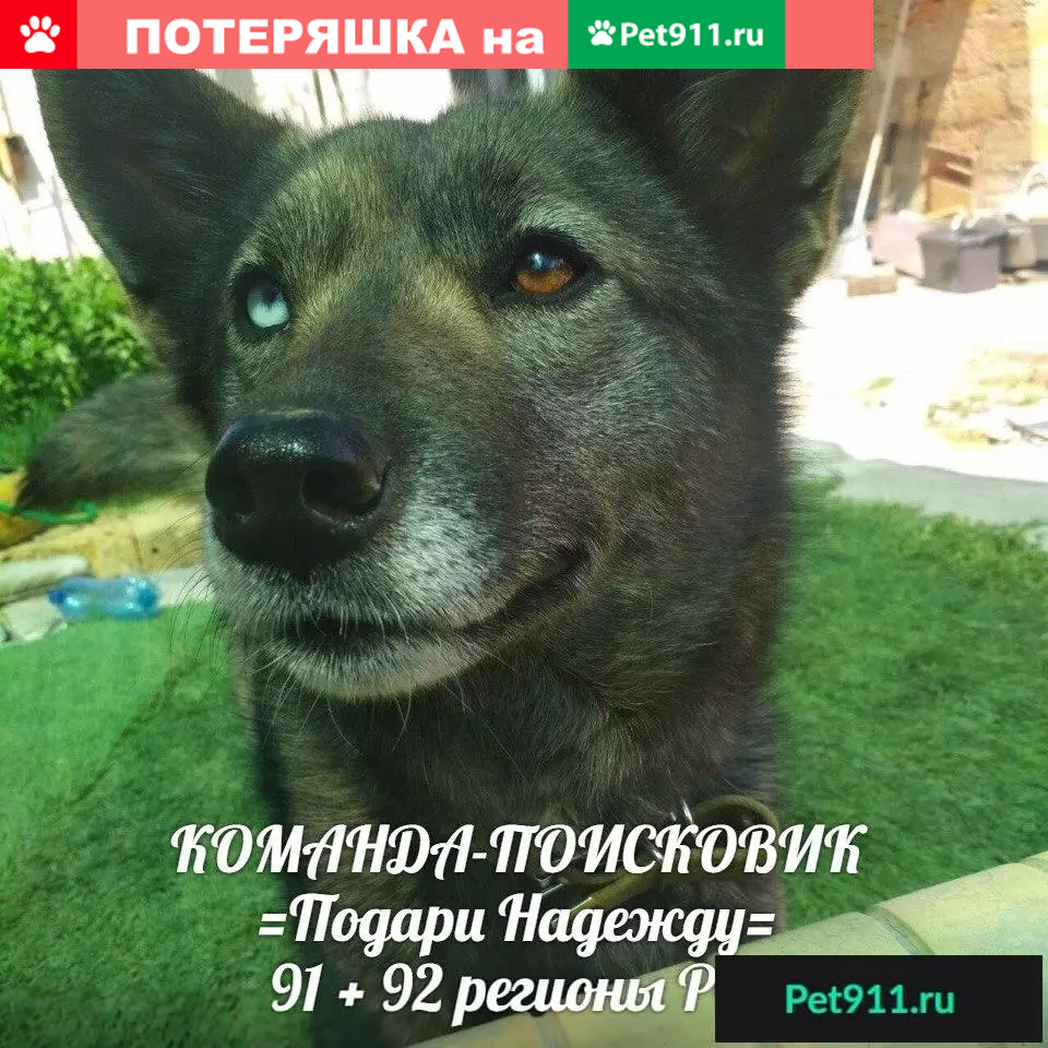 Пропала собака в Симферополе, ул. Ракетная, 20-21 мая 2018 г. | Pet911.ru