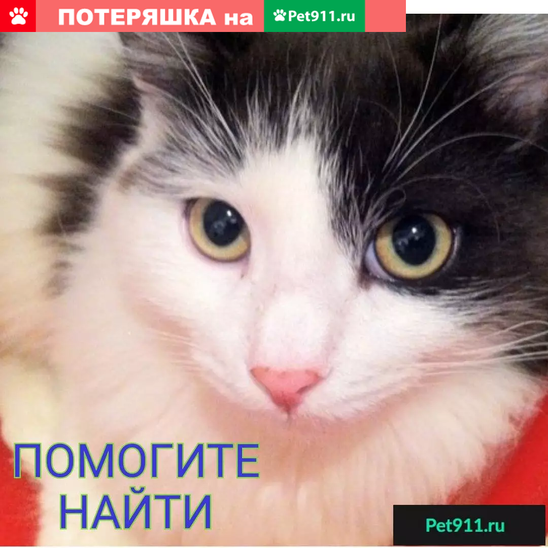 Пропал котенок возле наркодиспансера в Ульяновске | Pet911.ru