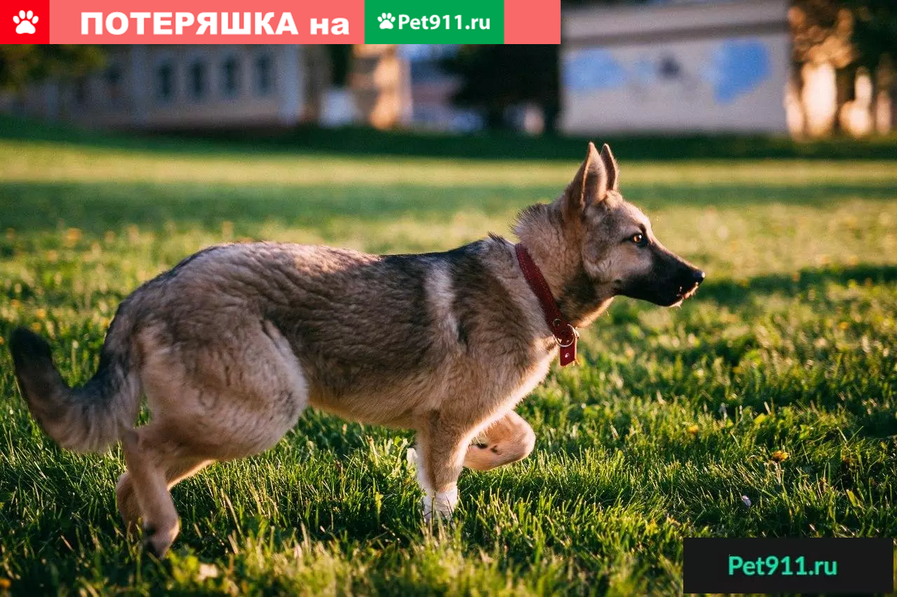 Найдена собака Мирочка ищет дом в Москве | Pet911.ru