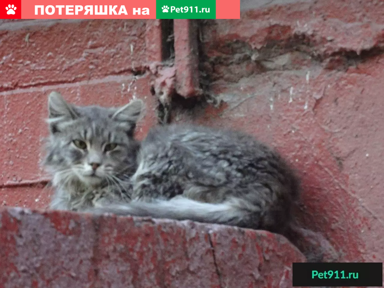 Кошки нуждаются в помощи в Москве! | Pet911.ru