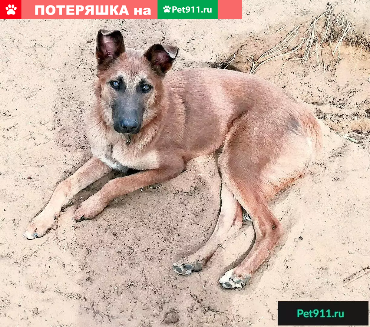 Пропала собака Гоша в ДНТ Весна, Левый берег, Улан-Удэ | Pet911.ru