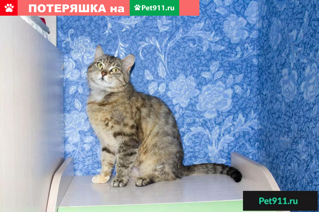 Отдам ласковую кошку, Тюмень | Pet911.ru