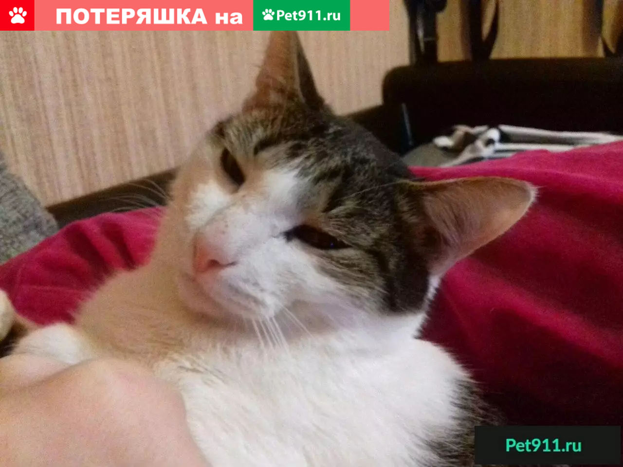 Пропал кот Фуня, район рабочего городка, возле д/с Елочка, тел. Вика. |  Pet911.ru