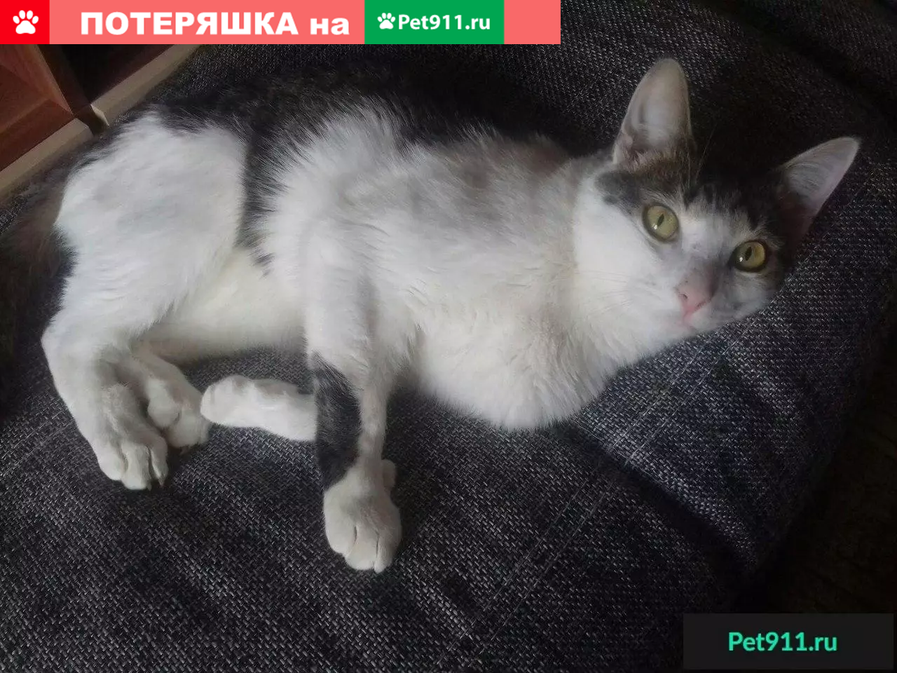 Пропал кот Фуня, район рабочего городка, возле д/с Елочка, тел. Вика. |  Pet911.ru