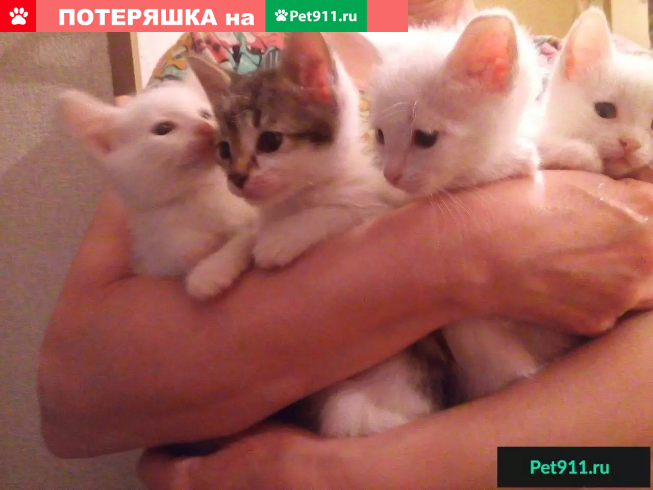 Найдены котята в Саратове, ищут дом | Pet911.ru