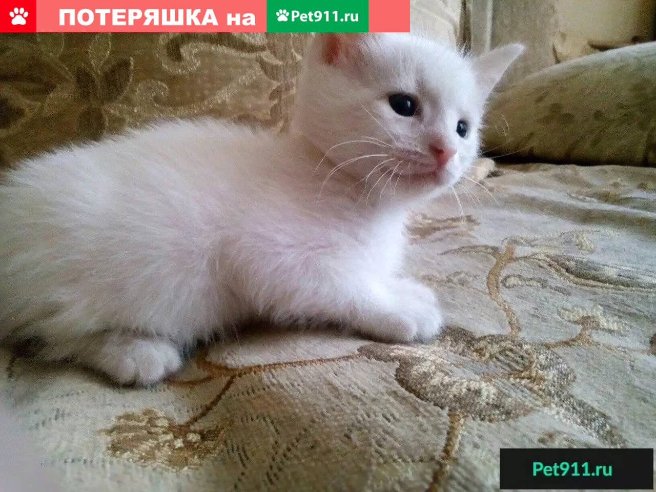 Найдены котята в Саратове, ищут дом | Pet911.ru