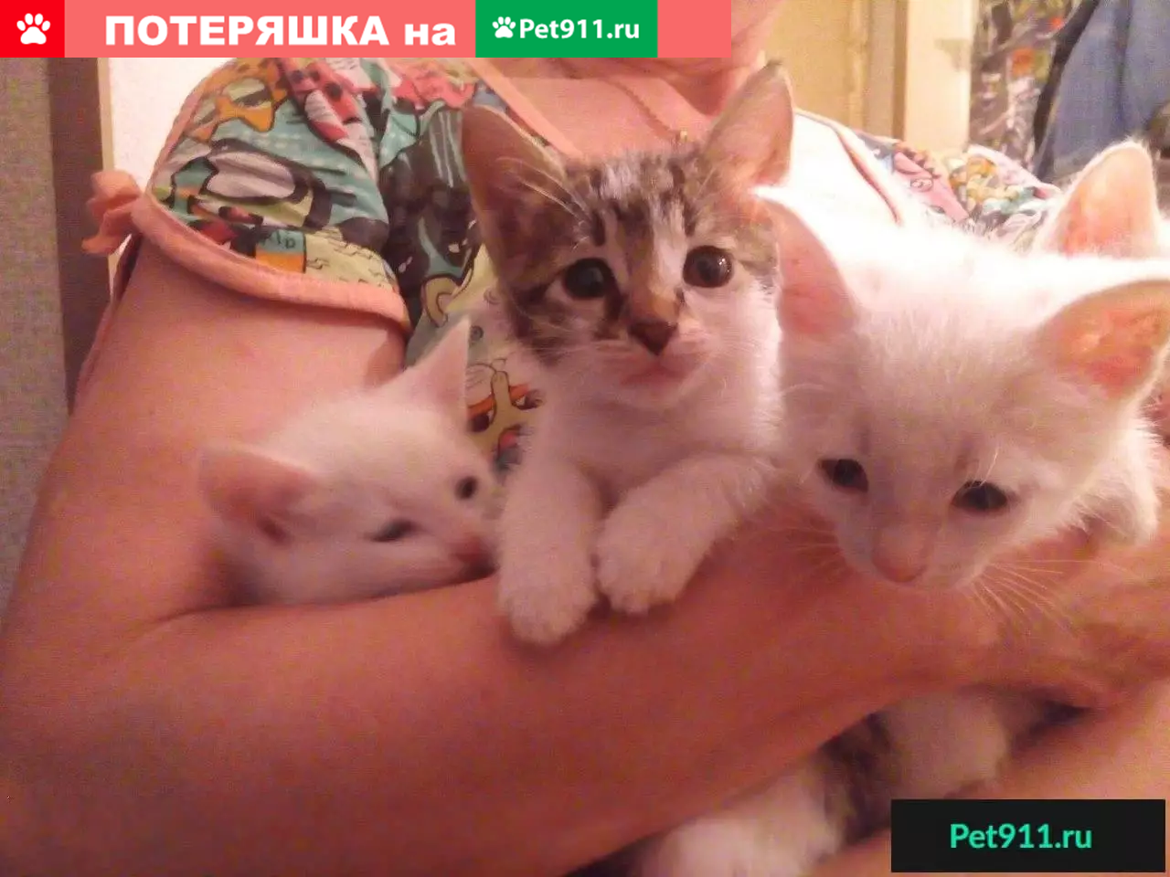 Найдены котята в Саратове, ищут дом | Pet911.ru