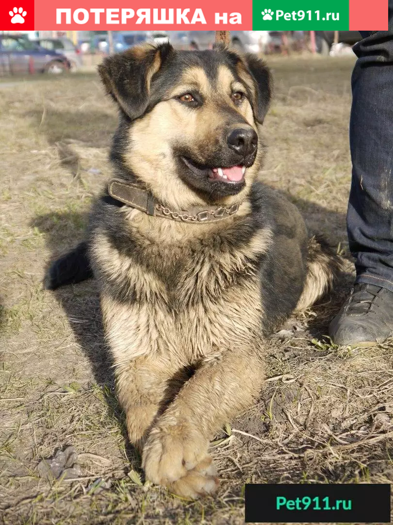 Собака Альфа ищет дом! | Pet911.ru