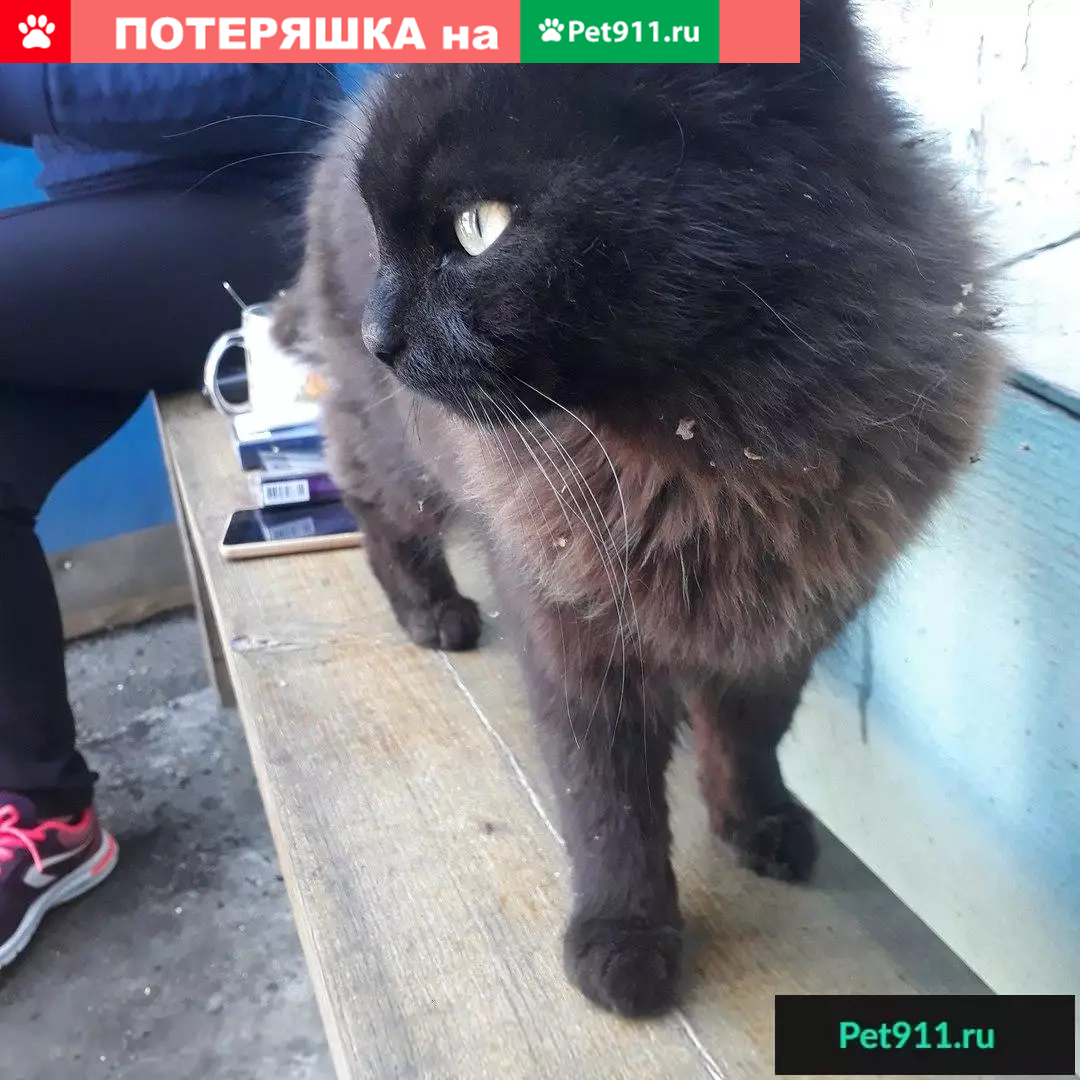 Найден кот ищет дом (Екатеринбург) | Pet911.ru