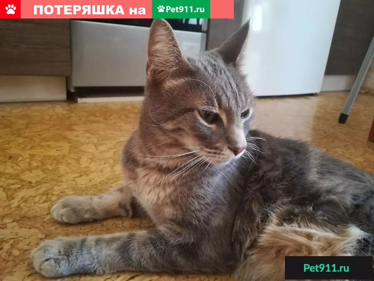 Найдена серая кошка на ул. Юбилейной, г. Мытищи | Pet911.ru