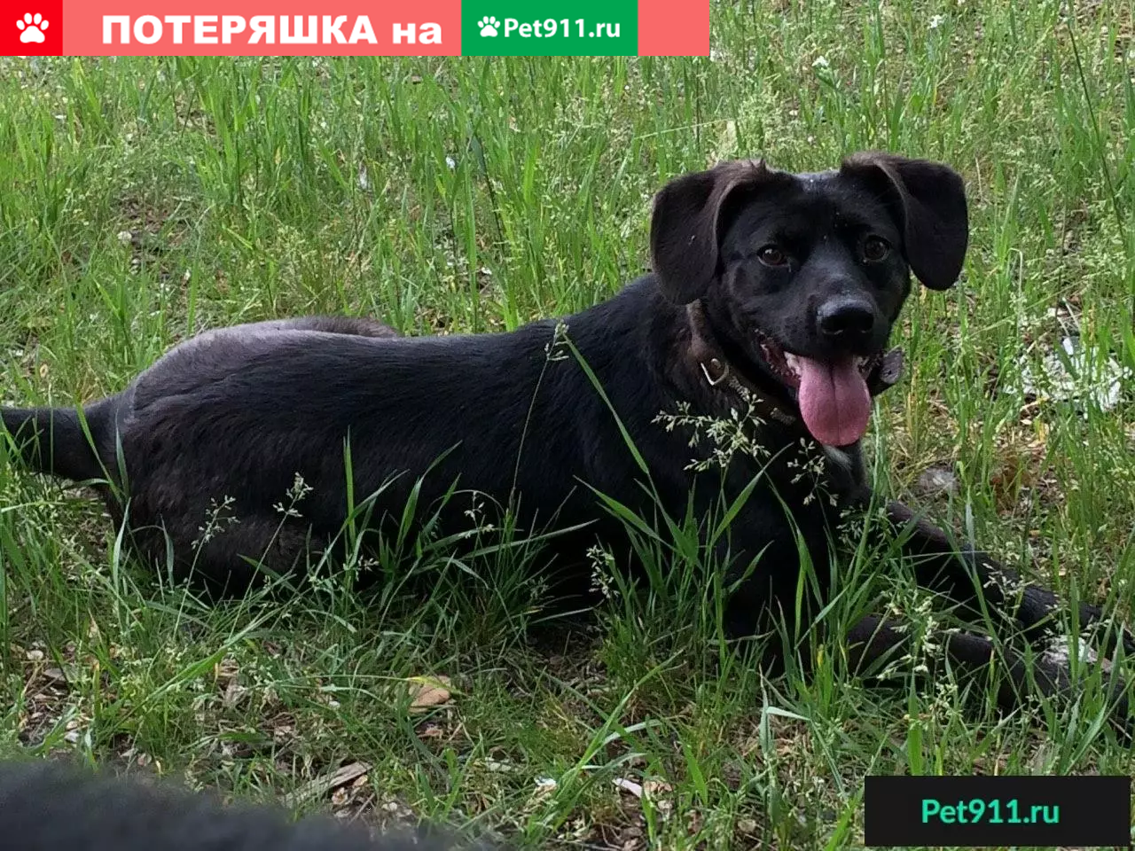 Найдена собака в Саратове, ищу хозяина для Шерри. | Pet911.ru