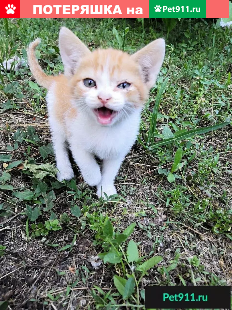 Найдены котята в Ростове-на-Дону! | Pet911.ru