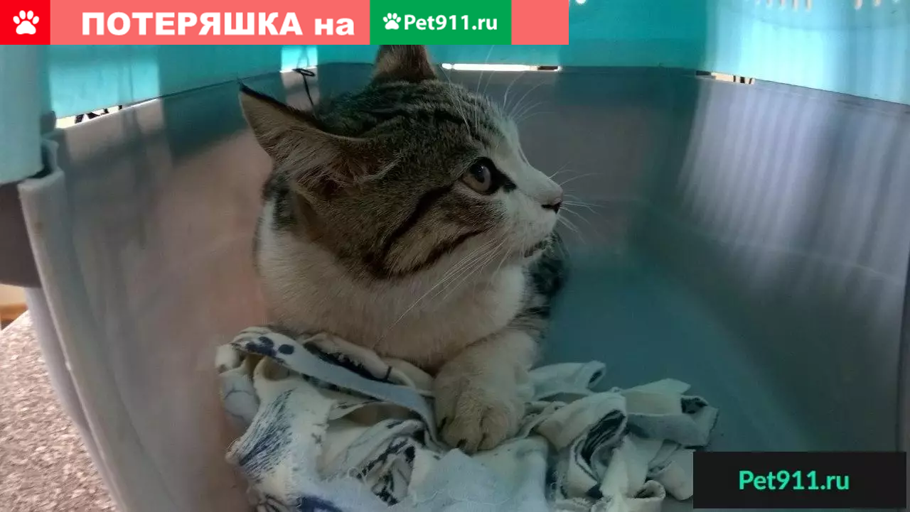 Найдена кошка в Мурманске, нужна передержка! | Pet911.ru