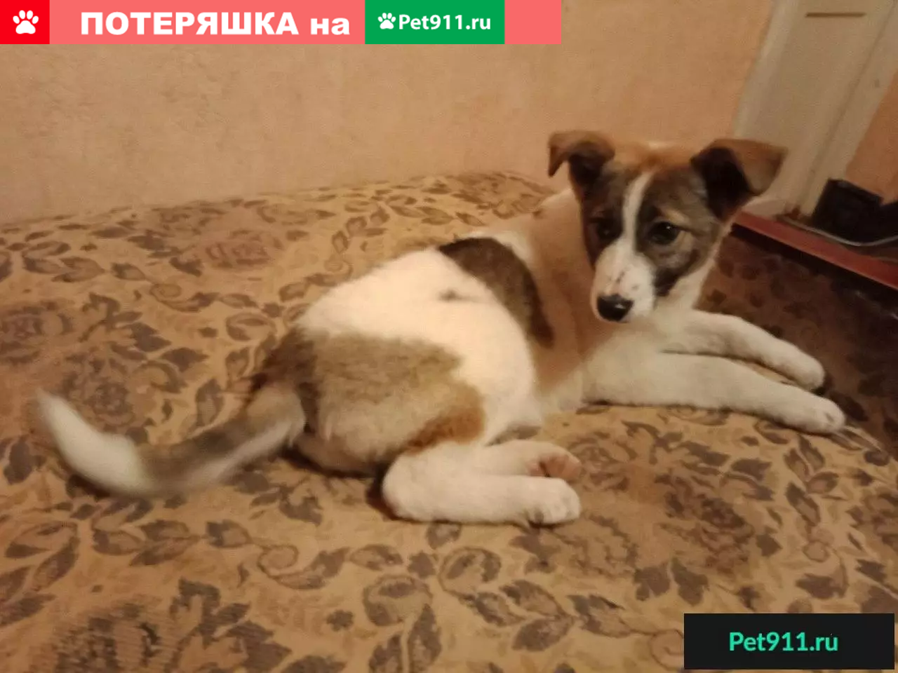 Найдена собака возле ТПК в Омске | Pet911.ru