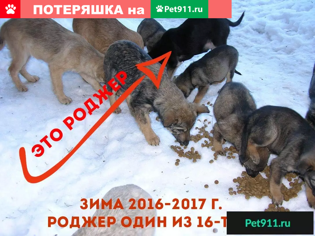 Найдена собака СПб. СОС! У РОДЖЕРА БЕДА ((( | Pet911.ru