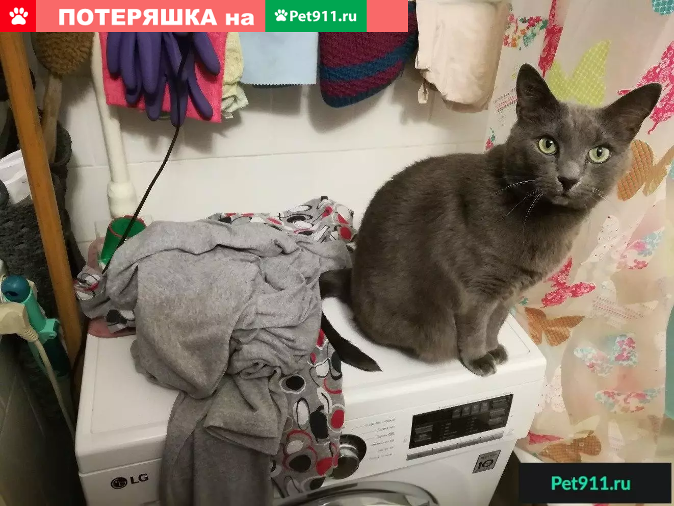 Пропала кошка в Всеволожском рн, СНТ Дружное-3 | Pet911.ru