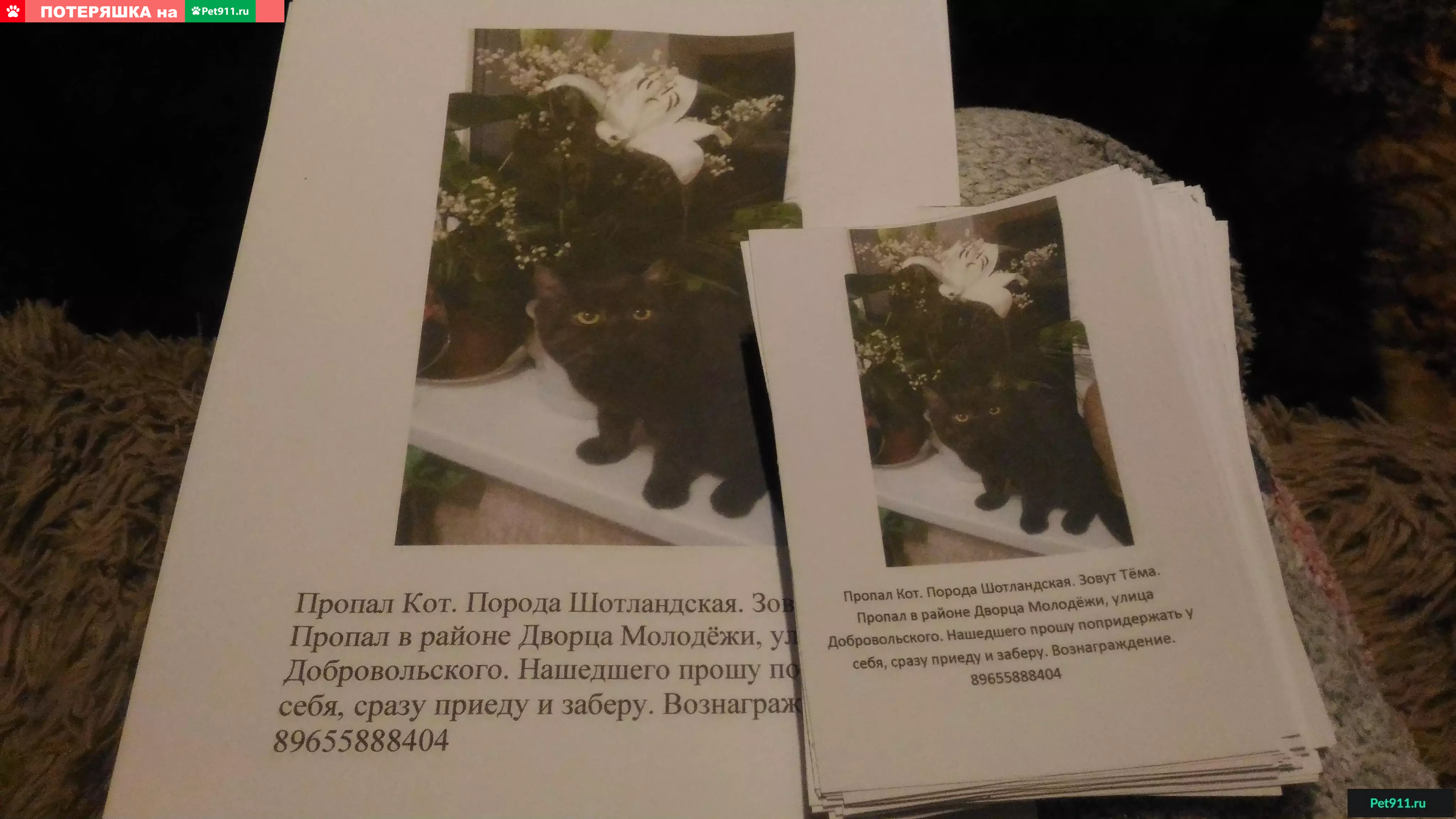 Пропала кошка в Бугульме, ищу Шотландского прямоухого кота Тимона. |  Pet911.ru