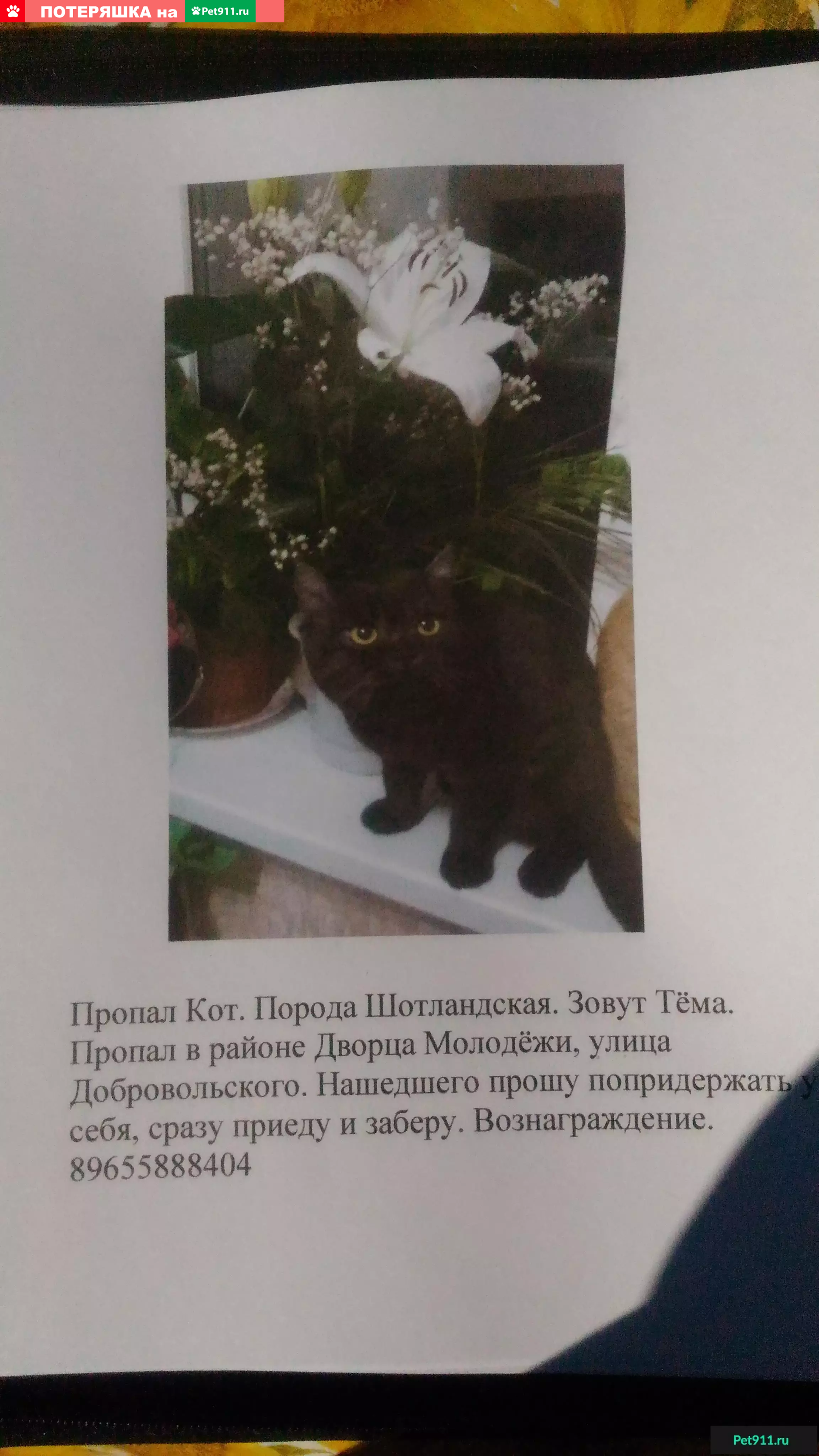 Пропала кошка в Бугульме, ищу Шотландского прямоухого кота Тимона. |  Pet911.ru