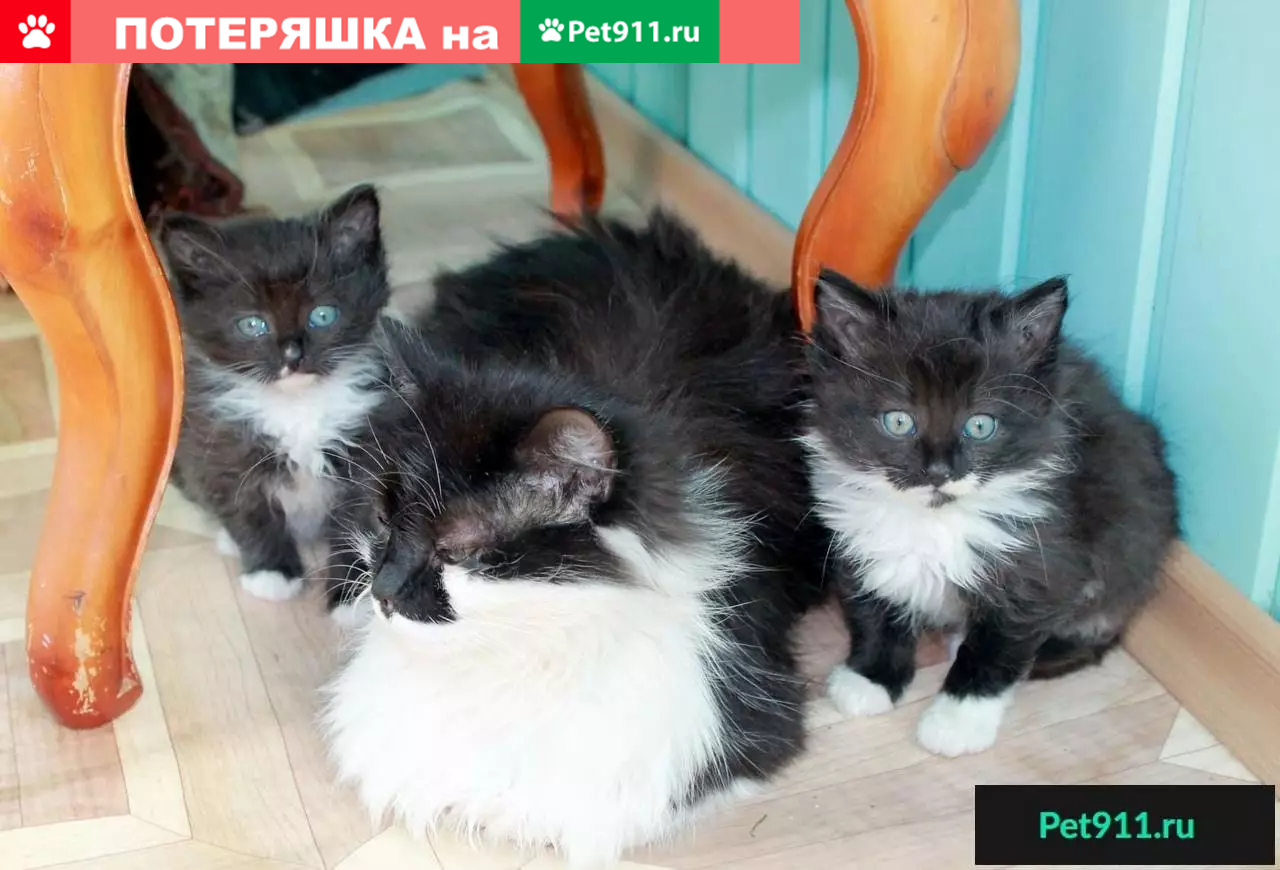 Срочно ищут дом для кошки и котят в Иваново! | Pet911.ru