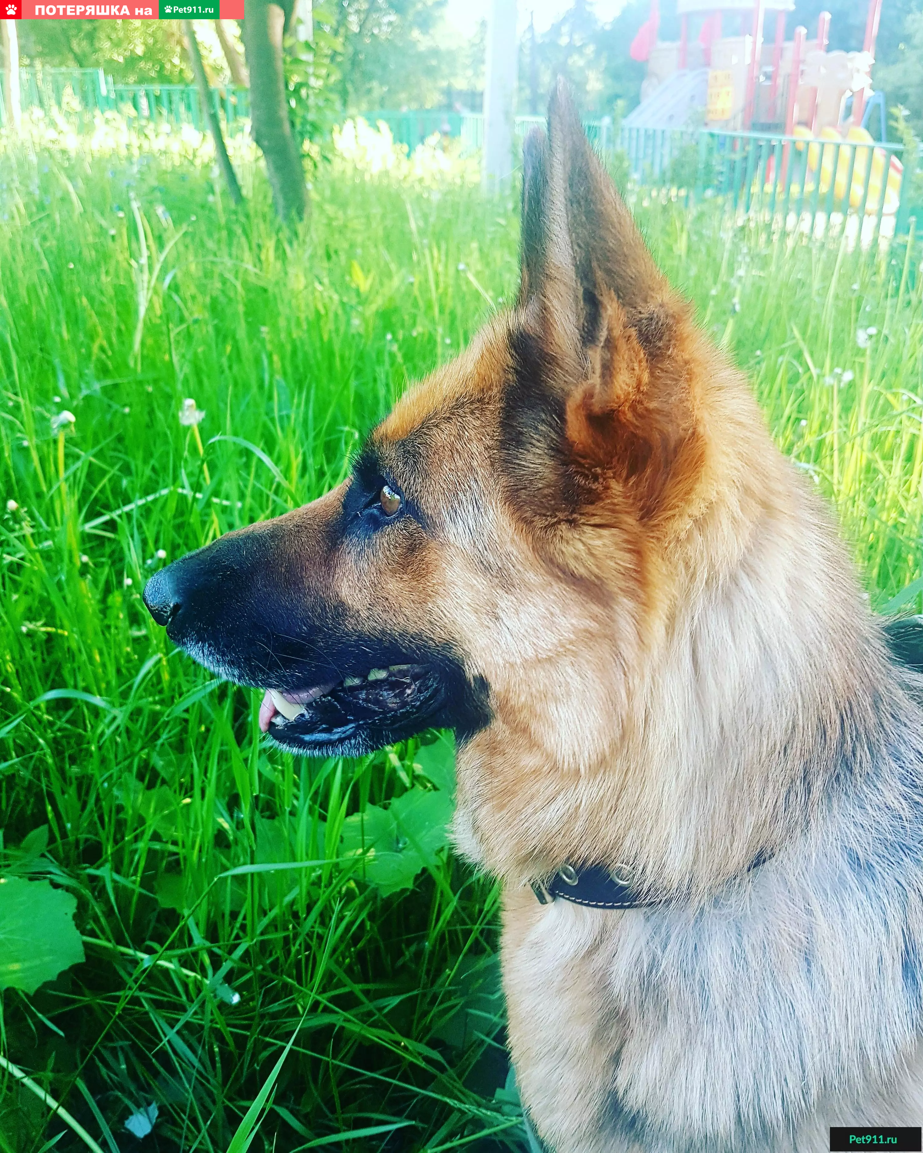 Собака без ошейника в деревне Вороново, Калужская область - photo