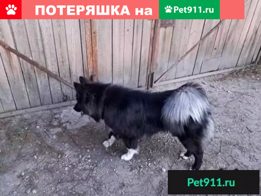 Пропала собака на Apguldes iela в Риге - photo