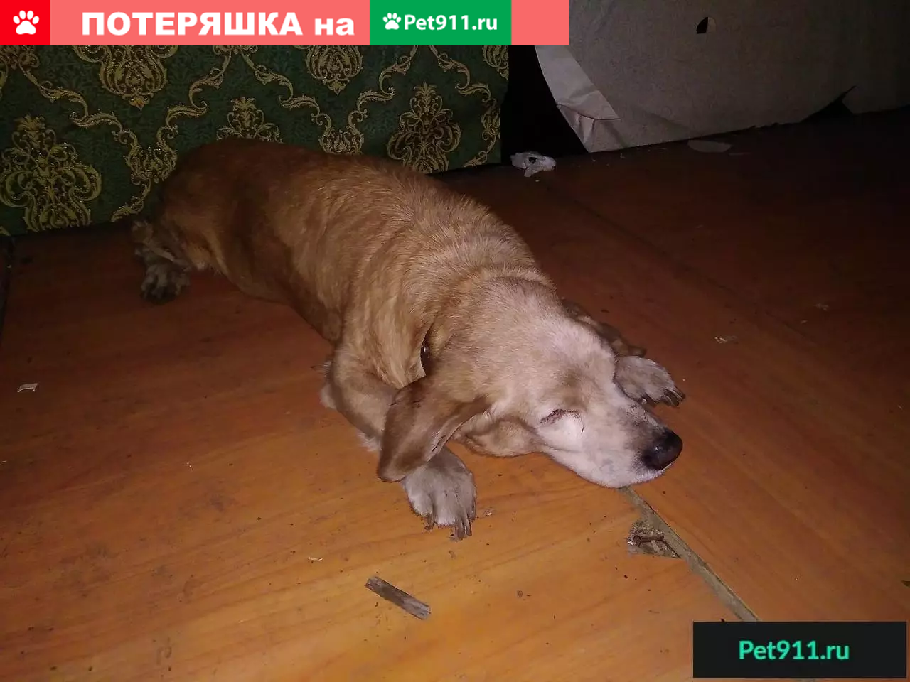 Молодая самка ищет дом в Самаре | Pet911.ru