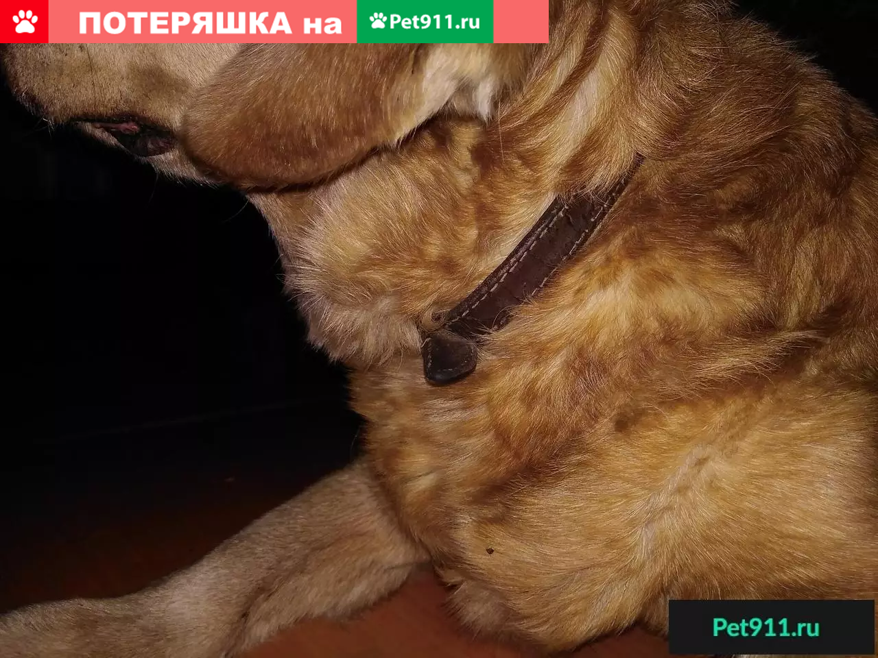 Молодая самка ищет дом в Самаре | Pet911.ru