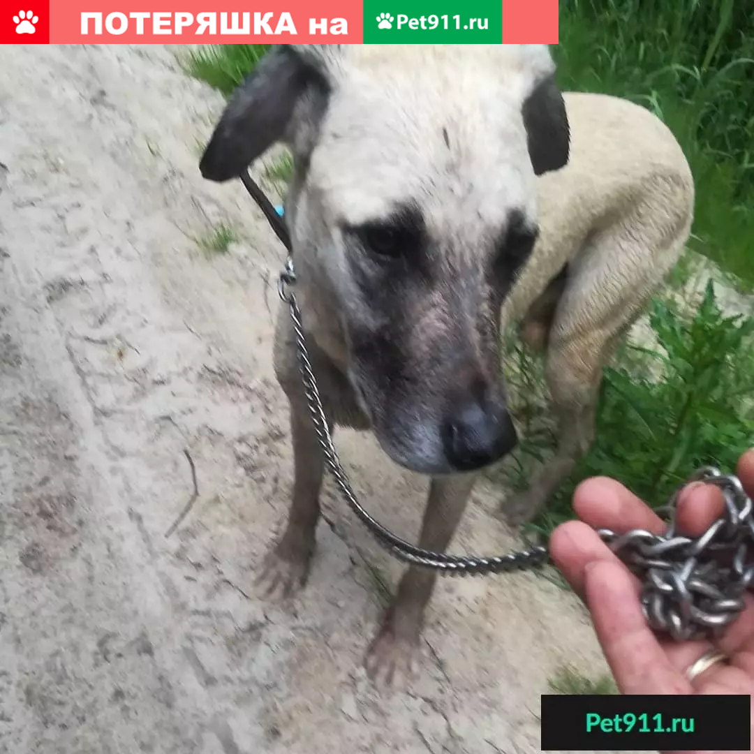 Собака найдена в деревне Васютино, Московская область. | Pet911.ru