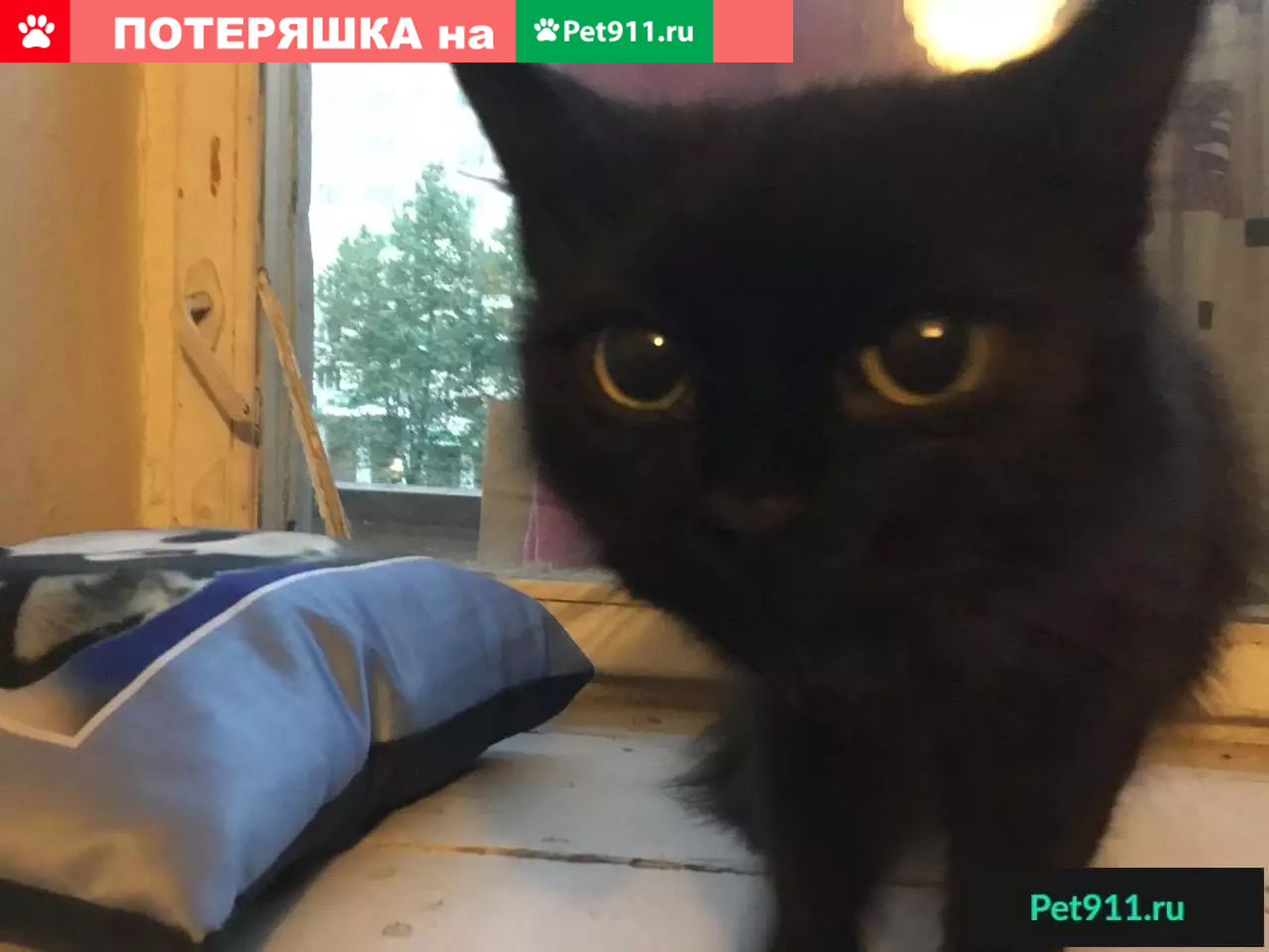 Найдена кошка в м-н Мир цветов, ищет хозяев. | Pet911.ru