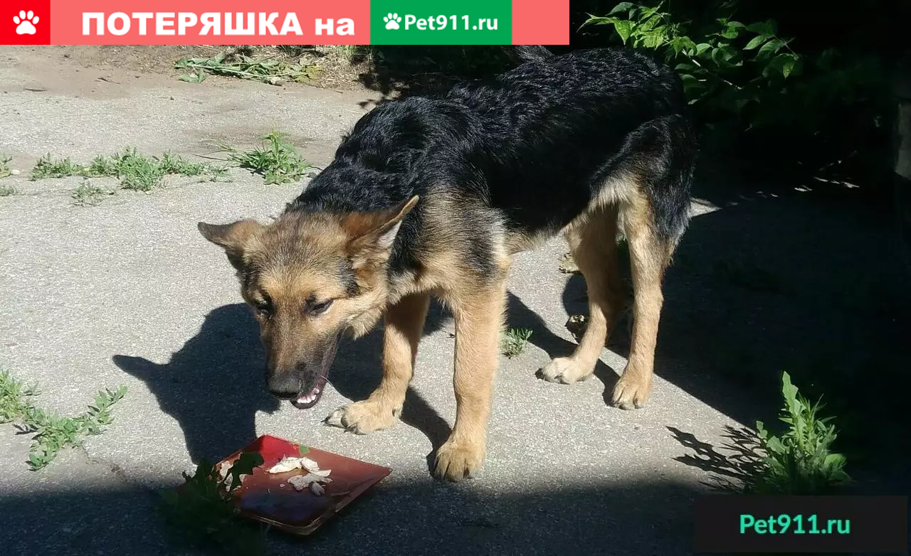 Найдена собака в Федоровке, Тольятти | Pet911.ru