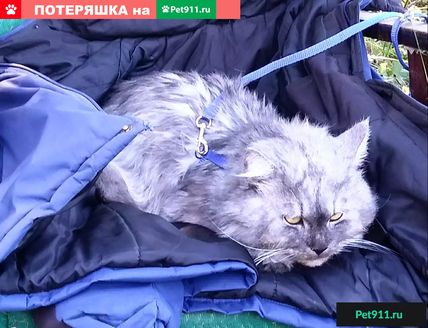 Пропал кот Степа в деревне Шондрово, Тульская область | Pet911.ru