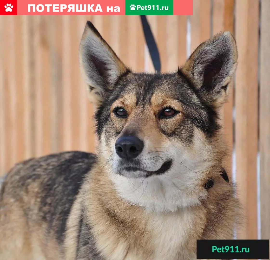 Найдена собака Милашка Маня в Красноярске | Pet911.ru