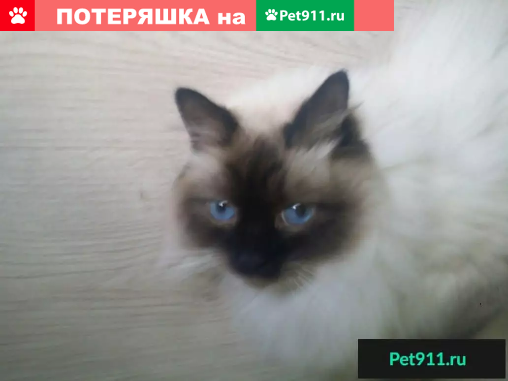 Найдена кошка Москва, порода Невская маскарадная | Pet911.ru