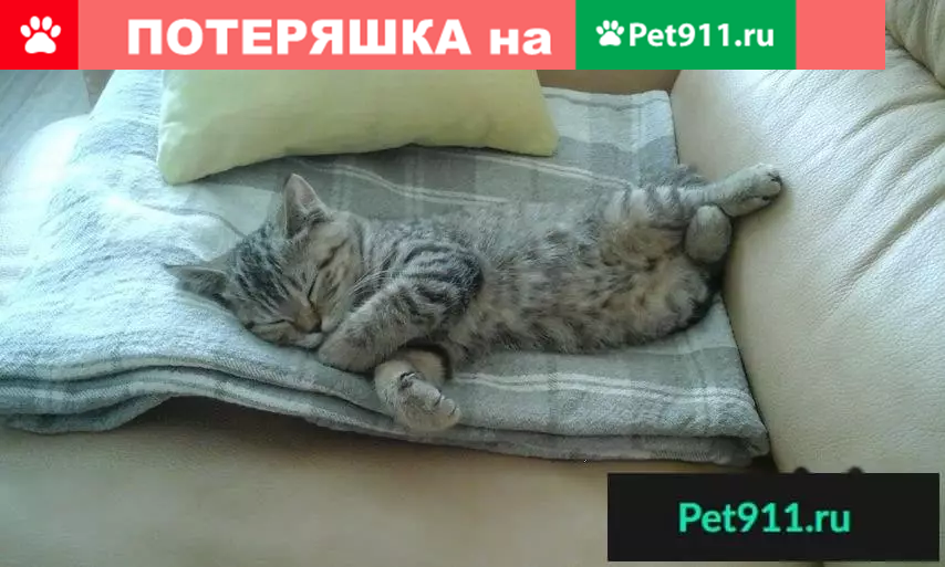 Пропала кошка на Шведской горке - photo