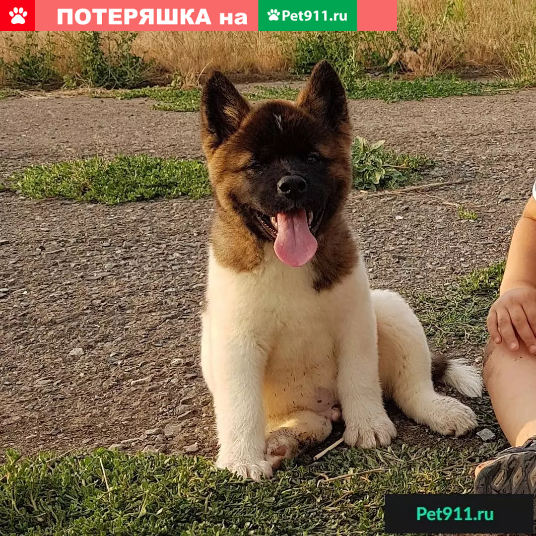 Пропала собака в Матвеев-Кургане, помогите! | Pet911.ru