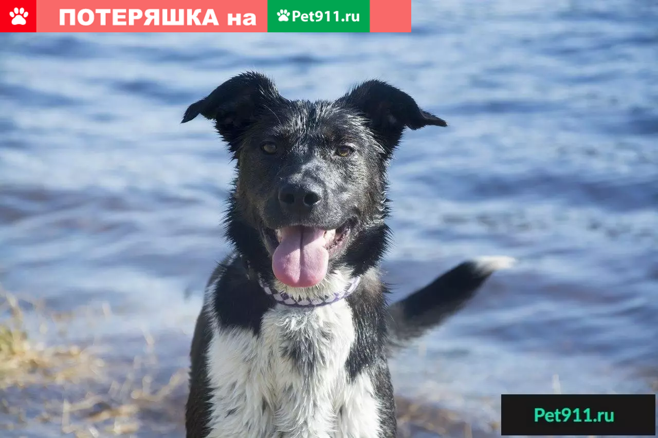 Найдена ласковая собака в Мурманске, ищет дом. | Pet911.ru