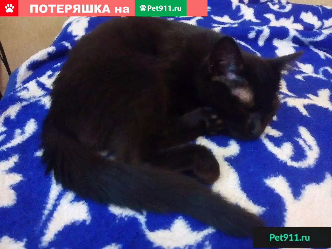 Найдена кошка на улице Калинина, ищет новый дом в Красноярске. | Pet911.ru