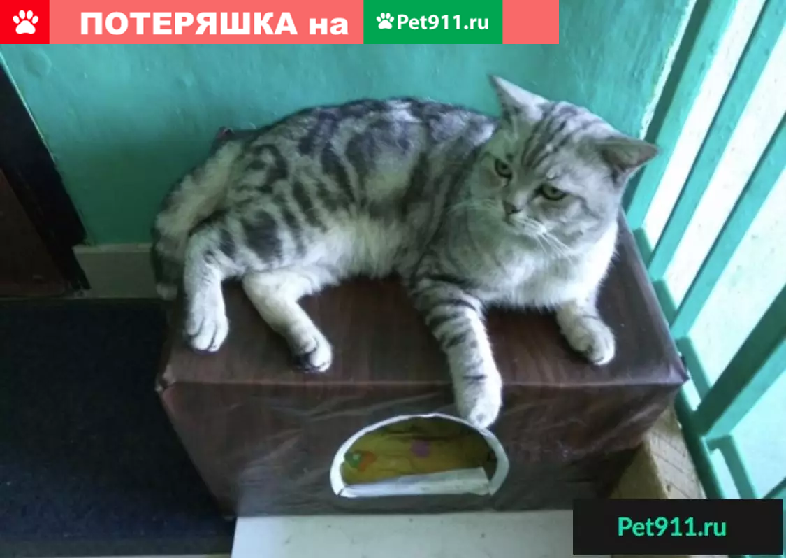 Найден кот в Электростали | Pet911.ru