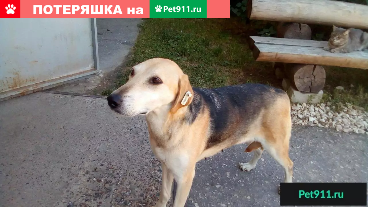 Найдена гончая в Гусь-Хрустальном, ищем хозяина! | Pet911.ru