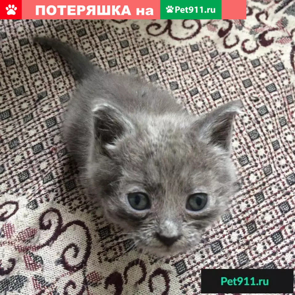 Найдены котята в Череповце | Pet911.ru