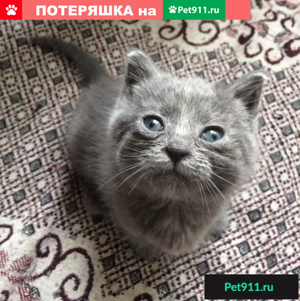 Найдены котята в Череповце | Pet911.ru