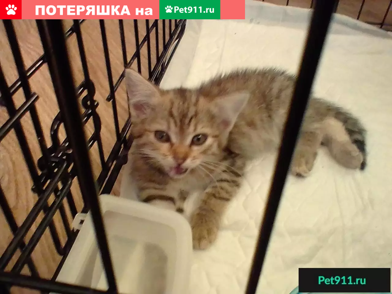 Найдена маленькая кошка Дашка в Белгороде | Pet911.ru