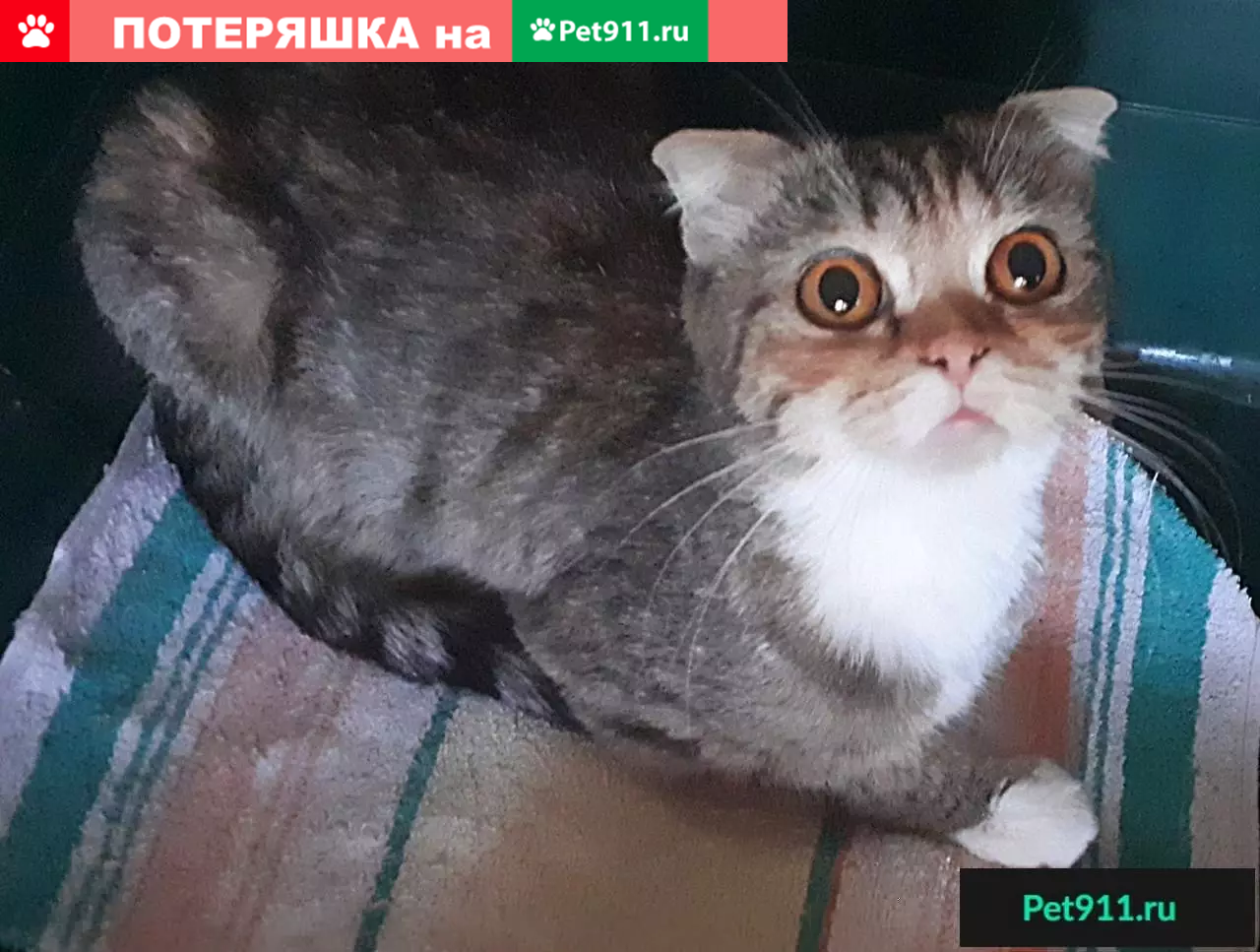 Найдена кошка в Самаре, ищу ей дом | Pet911.ru