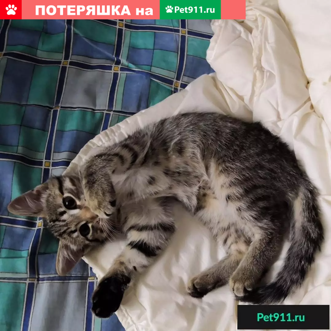 Найден активный котенок в районе Сыромолотова 17, ищет свой дом в ЖБИ |  Pet911.ru