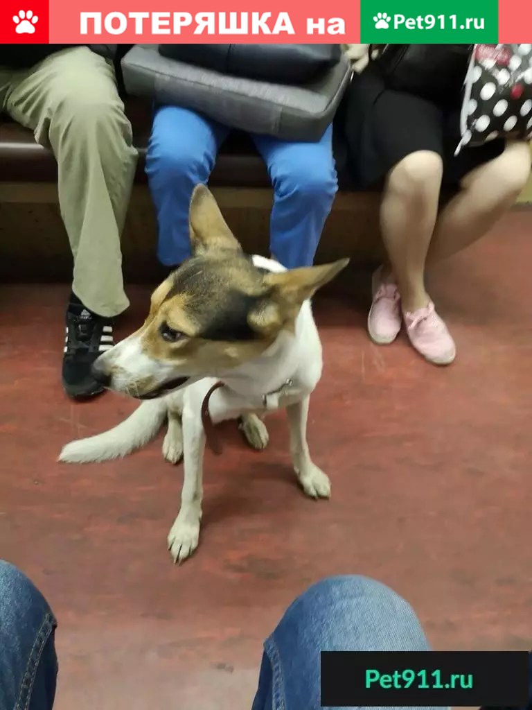 Найдена собака в Москве, ЮАО: Орехово-Борисово, Кустанайская ул., дом 5. |  Pet911.ru