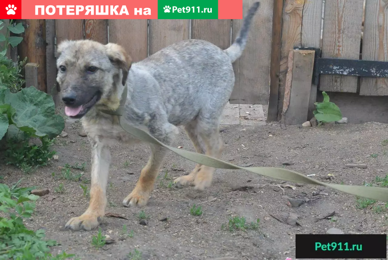 Собака Ульяна ищет любящий дом в Канске | Pet911.ru