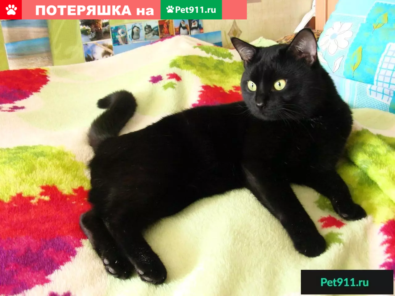 Пропала черная кошка в Солнечногорске, ул. Красная, дом 174. | Pet911.ru